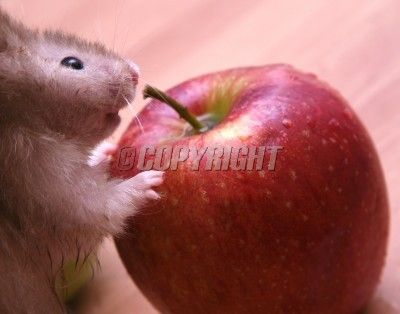 royalty-free-photos-grey-hamster-and-red-apple-pixmac-69897025.jpg